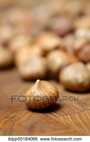 Hazelnuts (Corylus avellana) View Large Photo Image Stock Photograph - Hazelnuts (Corylus avellana). Fotosearch