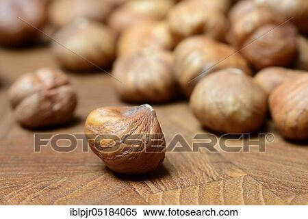 Hazelnuts (Corylus avellana) View Large Photo Image Stock Photography - Hazelnuts (Corylus avellana). Fotosearch