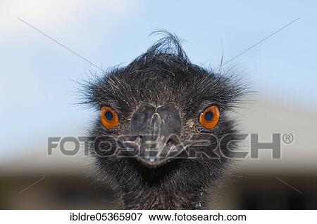 Head of an emu (Dromaius novaehollandiae), Brisbane, Australia, Oceania View Large Photo Image Stock Photo - Head of an emu (Dromaius novaehollandiae), Brisbane, Australia, Oceania. Fotosearch