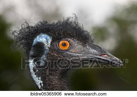 Head of an emu (Dromaius novaehollandiae), Brisbane, Australia, Oceania View Large Photo Image Stock Photograph - Head of an emu (Dromaius novaehollandiae), Brisbane, Australia, Oceania. Fotosearch