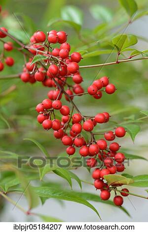 Heavenly Bamboo (Nandina domestica) View Large Photo Image Stock Photo - Heavenly Bamboo (Nandina domestica). Fotosearch