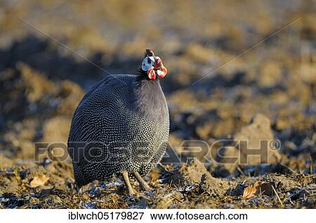 Helmeted Guineafowl, February, Lower Rhine, North Rhine-Westphalia, Germany, Europe View Large Photo Image Stock Photo - Helmeted Guineafowl, February, Lower Rhine, North Rhine-Westphalia, Germany, Europe. Fotosearch