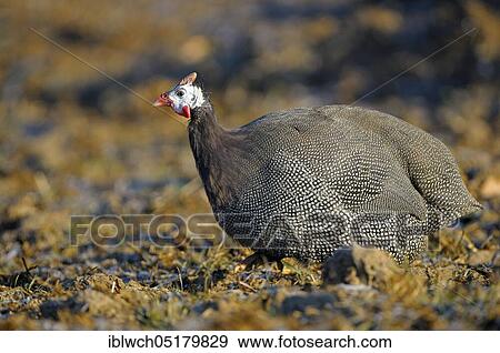 Helmeted Guineafowl, February, Lower Rhine, North Rhine-Westphalia, Germany, Europe View Large Photo Image Stock Photo - Helmeted Guineafowl, February, Lower Rhine, North Rhine-Westphalia, Germany, Europe. Fotosearch