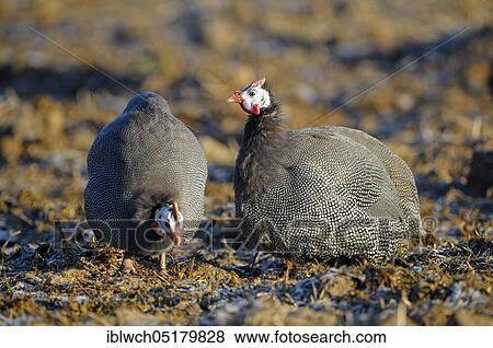 Helmeted Guineafowl, foraging, February, Lower Rhine, North Rhine-Westphalia, Germany, Europe View Large Photo Image Stock Photo - Helmeted Guineafowl, foraging, February, Lower Rhine, North Rhine-Westphalia, Germany, Europe. Fotosearch