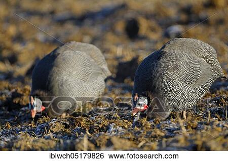 Stock Photograph - Helmeted Guineafowl, foraging, February, Lower Rhine, North Rhine-Westphalia, Germany, Europe. Fotosearch