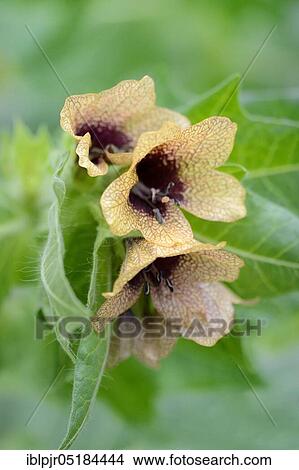 Henbane ( Hyoscyamus niger) View Large Photo Image Picture - Henbane ( Hyoscyamus niger). Fotosearch