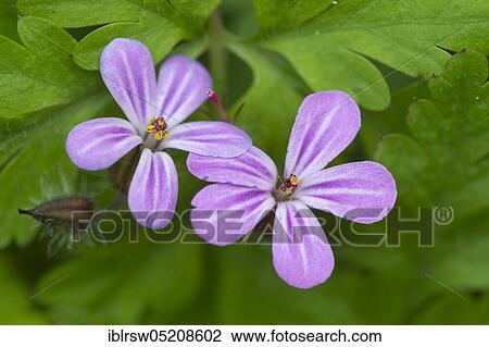 Herb Robert (Geranium robertianum) Lower Saxony, Germany, Europe View Large Photo Image Stock Image - Herb Robert (Geranium robertianum) Lower Saxony, Germany, Europe. Fotosearch