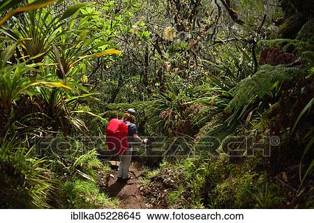 Stock Photography - Hike from La Plaine des Cafres to Gite de la Caverne Dufour at Piton du Neige, La Reunion, France, Africa. Fotosearch