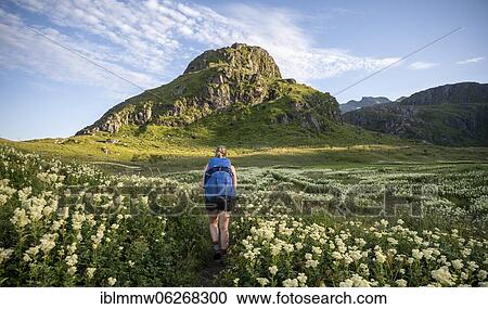 Stock Image - Hiker on the trail to Ryten, flowers and mountains, Fredvang, Lofoten, Nordland, Norway, Europe. Fotosearch