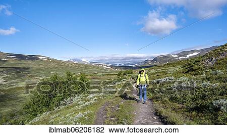 Stock Image - Hikers on a hiking trail in the mountains, Dovrefjell-Sunndalsfjella National Park, Norway, Europe. Fotosearch