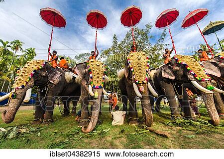 Hindu temple festival with elephants, Thrissur, Kerala, South India, India, Asia View Large Photo Image Stock Photography - Hindu temple festival with elephants, Thrissur, Kerala, South India, India, Asia. Fotosearch