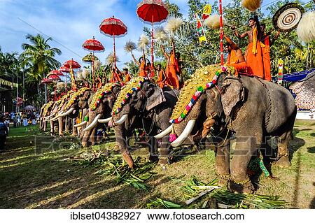 Stock Photo - Hindu temple festival with many elephants, Thrissur, Kerala, South India, India, Asia. Fotosearch