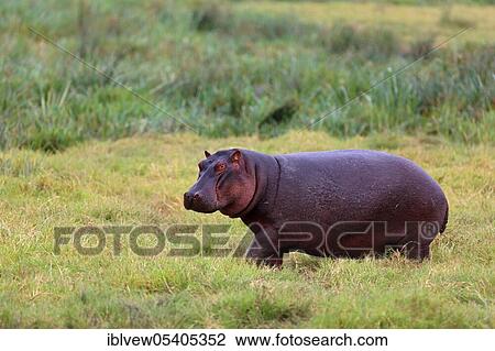 Stock Image - Hippopotamus (Hippopotamus amphibius) Ngorongoro crater, Tanzania, Africa. Fotosearch