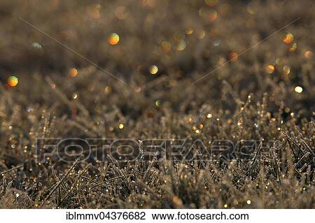 Hoarfrost in backlit, Middle Elbe Biosphere Reserve, Saxony-Anhalt, Germany, Europe View Large Photo Image Stock Image - Hoarfrost in backlit, Middle Elbe Biosphere Reserve, Saxony-Anhalt, Germany, Europe. Fotosearch