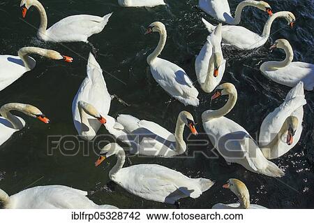 Stock Image - Hoeckerschwaene, Cygnus olor, Switzerland, Europe. Fotosearch