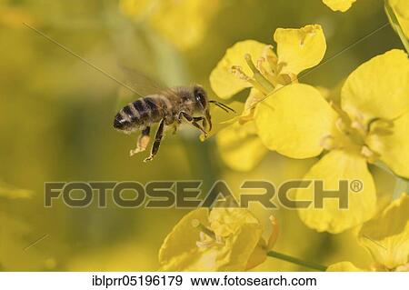 Honey bee (Apis mellifera) at Rape (Brassica napus) Lower Saxony Germany View Large Photo Image Stock Photo - Honey bee (Apis mellifera) at Rape (Brassica napus) Lower Saxony Germany. Fotosearch