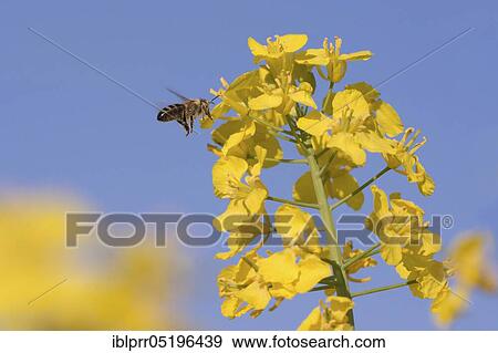 Stock Photo - Honey bee (Apis mellifera) at Rape (Brassica napus) Lower Saxony Germany. Fotosearch