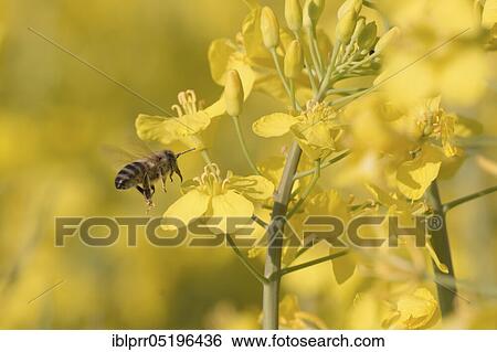 Honey bee (Apis mellifera) at Rape (Brassica napus) Lower Saxony Germany View Large Photo Image Stock Photograph - Honey bee (Apis mellifera) at Rape (Brassica napus) Lower Saxony Germany. Fotosearch