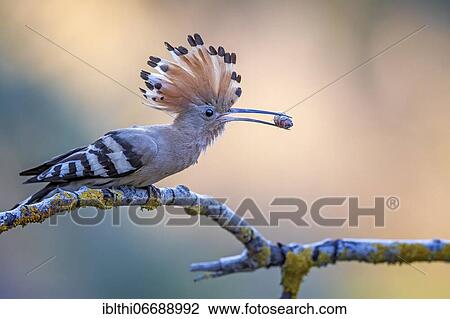 Hoopoe (Upupa epops) with beetle larva as prey, Middle Elbe Biosphere Reserve, Saxony-Anhalt, Germany, Europe View Large Photo Image Stock Image - Hoopoe (Upupa epops) with beetle larva as prey, Middle Elbe Biosphere Reserve, Saxony-Anhalt, Germany, Europe. Fotosearch