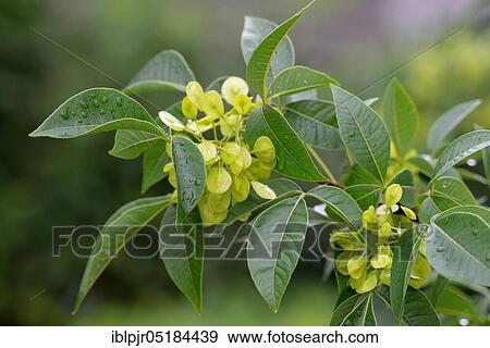 Hop Tree (Ptelea trifoliata) View Large Photo Image Stock Photo - Hop Tree (Ptelea trifoliata). Fotosearch