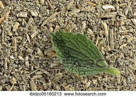 Horehound, White Horehound, Common Horehound (Marrubium vulgare), Helperwort, White Dorant View Large Photo Image Stock Image - Horehound, White Horehound, Common Horehound (Marrubium vulgare), Helperwort, White Dorant. Fotosearch