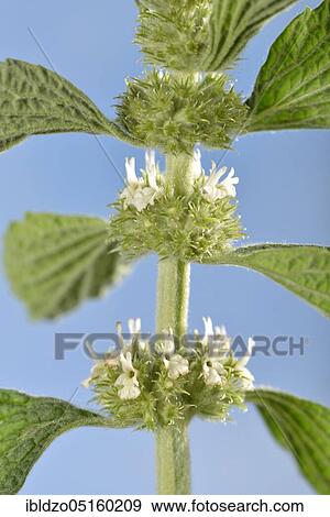 Horehound, White Horehound, Common Horehound (Marrubium vulgare), Helperwort, White Dorant View Large Photo Image Stock Photo - Horehound, White Horehound, Common Horehound (Marrubium vulgare), Helperwort, White Dorant. Fotosearch