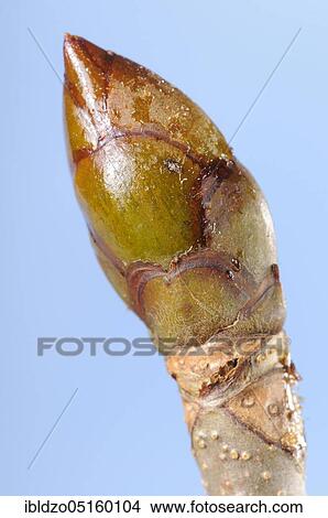 Horse Chestnut Bud, Common Horse Chestnut (Aesculus hippocastanum), Common Horse Chestnut, White Horse Chestnut View Large Photo Image Picture - Horse Chestnut Bud, Common Horse Chestnut (Aesculus hippocastanum), Common Horse Chestnut, White Horse Chestnut. Fotosearch