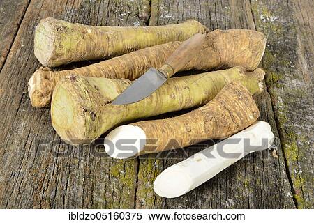 Horseradish (Cochlearia armoracia) View Large Photo Image Stock Photography - Horseradish (Cochlearia armoracia). Fotosearch