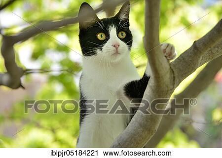 House cat, kitten climbs into tree View Large Photo Image Stock Image - House cat, kitten climbs into tree. Fotosearch