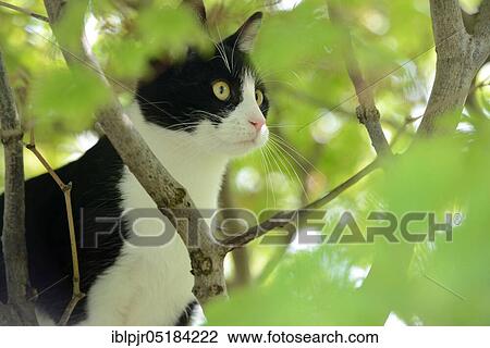 House cat, kitten climbs into tree View Large Photo Image Stock Image - House cat, kitten climbs into tree. Fotosearch