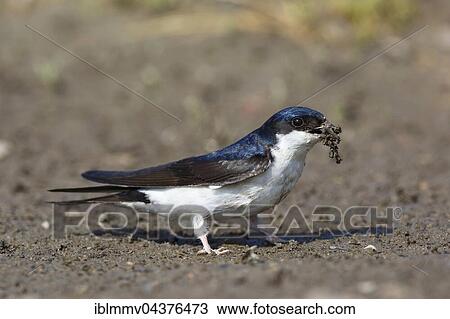 House Martin (Delichon urbicum) collecting nesting material, mineral substrate, Middle Elbe Biosphere Reserve, Saxony-Anhalt, Germany, Europe View Large Photo Image Stock Image - House Martin (Delichon urbicum) collecting nesting material, mineral substrate, Middle Elbe Biosphere Reserve, Saxony-Anhalt, Germany, Europe. Fotosearch