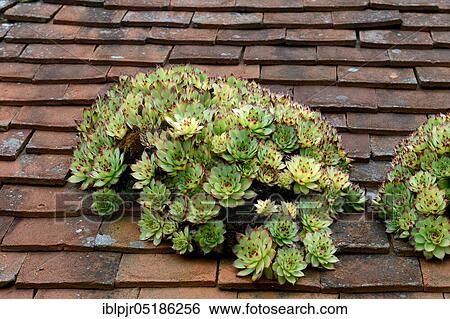 Houseleek ( Sempervivum) on the roof of a house View Large Photo Image Stock Photograph - Houseleek ( Sempervivum) on the roof of a house. Fotosearch