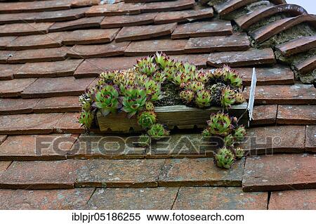 Stock Photography - Houseleek ( Sempervivum) on the roof of a house. Fotosearch