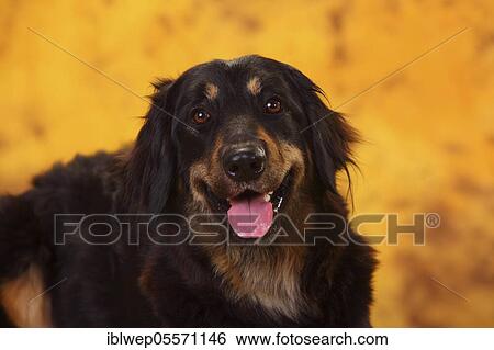 Hovawart, bitch, black-brands, 17 months View Large Photo Image Stock Photograph - Hovawart, bitch, black-brands, 17 months. Fotosearch