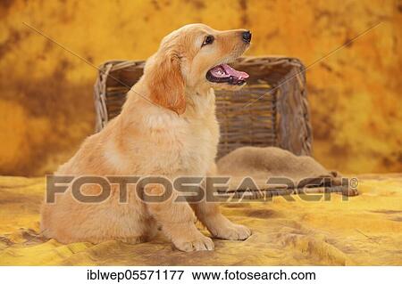 Hovawart, puppy, blond, 8 weeks View Large Photo Image Stock Photo - Hovawart, puppy, blond, 8 weeks. Fotosearch