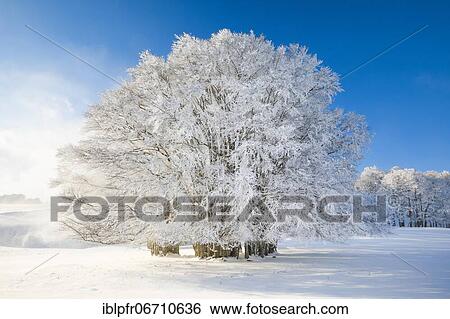 Huge beech tree covered with deep snow under blue sky, Neuchâtel Jura, Switzerland, Europe View Large Photo Image Stock Photograph - Huge beech tree covered with deep snow under blue sky, Neuchâtel Jura, Switzerland, Europe. Fotosearch