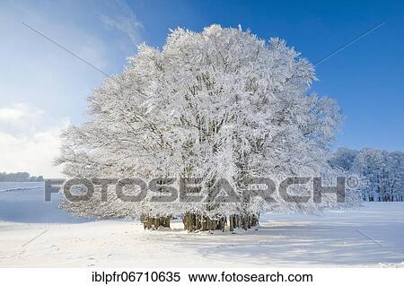Huge beech tree covered with deep snow under blue sky, Neuchâtel Jura, Switzerland, Europe View Large Photo Image Stock Photography - Huge beech tree covered with deep snow under blue sky, Neuchâtel Jura, Switzerland, Europe. Fotosearch