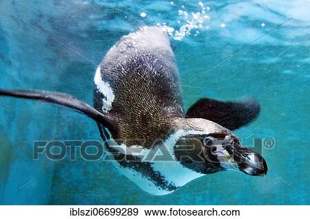 Stock Photo - Humboldt penguin (Spheniscus humboldti), captive, Zoo, North Rhine-Westphalia, Germany, Europe. Fotosearch