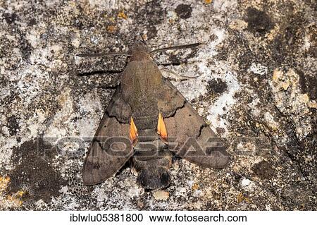 Hummingbird hawk-moth (Macroglossum stellatarum) View Large Photo Image Stock Image - Hummingbird hawk-moth (Macroglossum stellatarum). Fotosearch