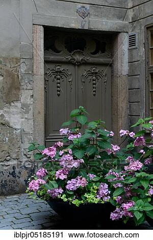 Hydrangea in shell in front of old house, Stockholm, Gamla Stan, Sweden, Europe View Large Photo Image Stock Image - Hydrangea in shell in front of old house, Stockholm, Gamla Stan, Sweden, Europe. Fotosearch