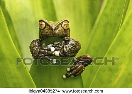 Hyloscirtus tapichalaca (Hyloscirtus tapichalaca), neotropical tree frog clinging to leaf, Tapichalaca Reserve, Andean cloud forest, Ecuador, South America View Large Photo Image Picture - Hyloscirtus tapichalaca (Hyloscirtus tapichalaca), neotropical tree frog clinging to leaf, Tapichalaca Reserve, Andean cloud forest, Ecuador, South America. Fotosearch