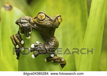 Hyloscirtus tapichalaca (Hyloscirtus tapichalaca), neotropical tree frog clinging to leaf, Tapichalaca Reserve, Andean cloud forest, Ecuador, South America View Large Photo Image Picture - Hyloscirtus tapichalaca (Hyloscirtus tapichalaca), neotropical tree frog clinging to leaf, Tapichalaca Reserve, Andean cloud forest, Ecuador, South America. Fotosearch