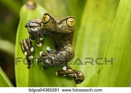 Hyloscirtus tapichalaca (Hyloscirtus tapichalaca), neotropical tree frog clinging to leaf, Tapichalaca Reserve, Andean cloud forest, Ecuador, South America View Large Photo Image Stock Image - Hyloscirtus tapichalaca (Hyloscirtus tapichalaca), neotropical tree frog clinging to leaf, Tapichalaca Reserve, Andean cloud forest, Ecuador, South America. Fotosearch