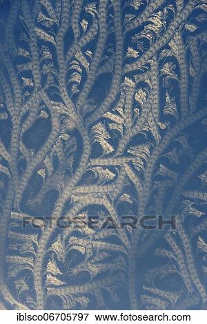 Stock Photo - Ice crystals on the roof of a winter garden, Lower Saxony, Germany, Europe. Fotosearch
