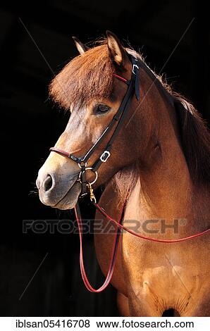 Icelandic horse, Mare, Bridle, Snaffle View Large Photo Image Stock Photo - Icelandic horse, Mare, Bridle, Snaffle. Fotosearch