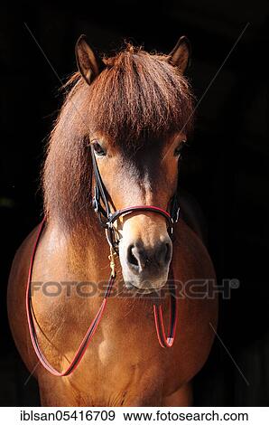Icelandic horse, Mare, Bridle, Snaffle View Large Photo Image Stock Photo - Icelandic horse, Mare, Bridle, Snaffle. Fotosearch