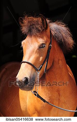 Icelandic Horse, Mare, Halter View Large Photo Image Stock Photo - Icelandic Horse, Mare, Halter. Fotosearch