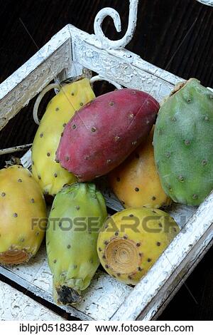 Indian Fig Opuntia (Opuntia ficus-indica), fruit View Large Photo Image Stock Photo - Indian Fig Opuntia (Opuntia ficus-indica), fruit. Fotosearch