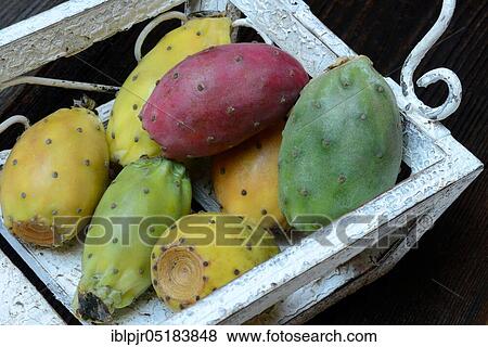 Indian Fig Opuntia (Opuntia ficus-indica), fruit View Large Photo Image Stock Photo - Indian Fig Opuntia (Opuntia ficus-indica), fruit. Fotosearch
