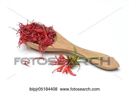 Indian nettle, dried petals in wooden ladle ( Monarda hybrid) View Large Photo Image Stock Photo - Indian nettle, dried petals in wooden ladle ( Monarda hybrid). Fotosearch